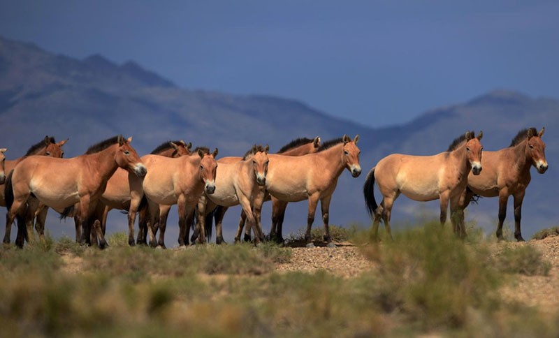 caballos salvajes en la naturaleza