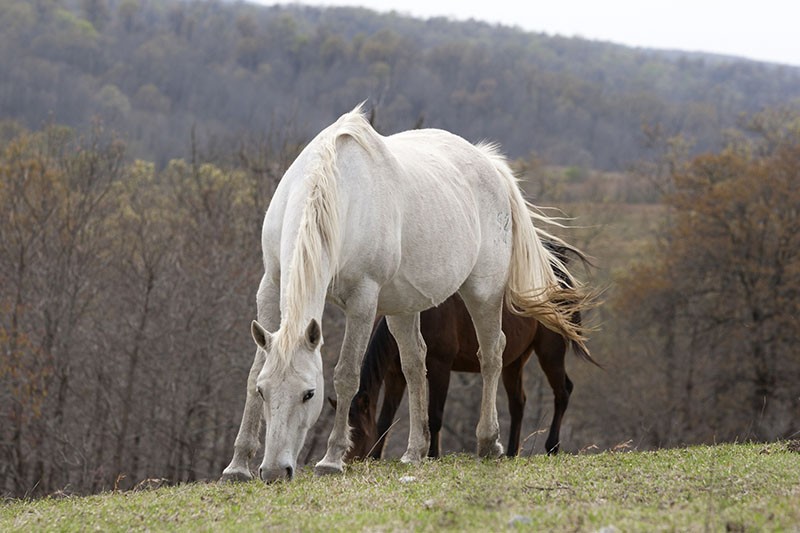 caballos salvajes pastan