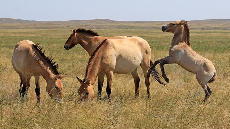 manada de caballos