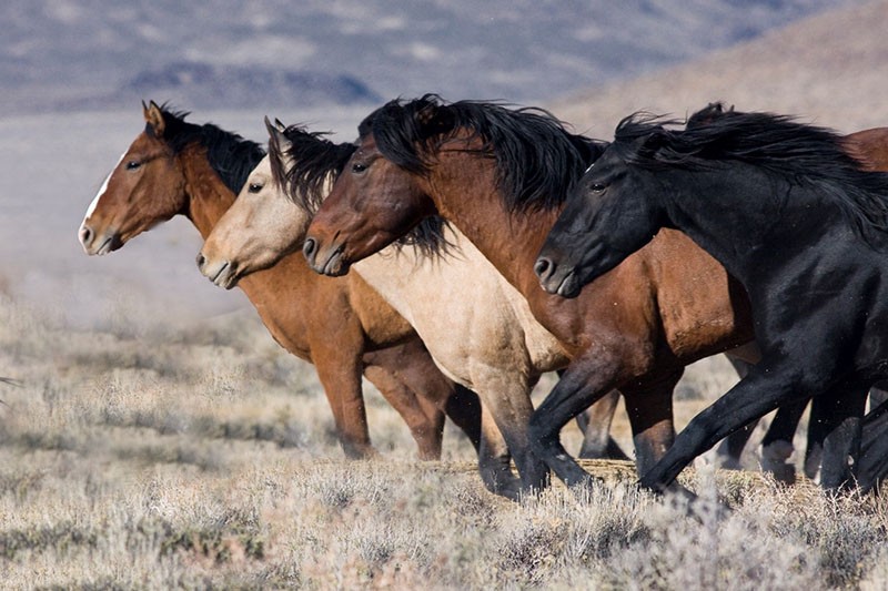caballos salvajes en la naturaleza