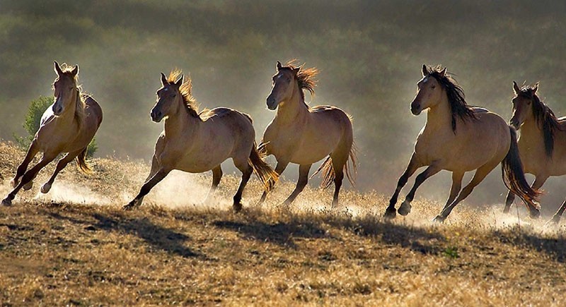 caballos salvajes