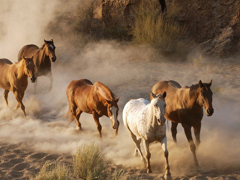 manada de caballos en la reserva