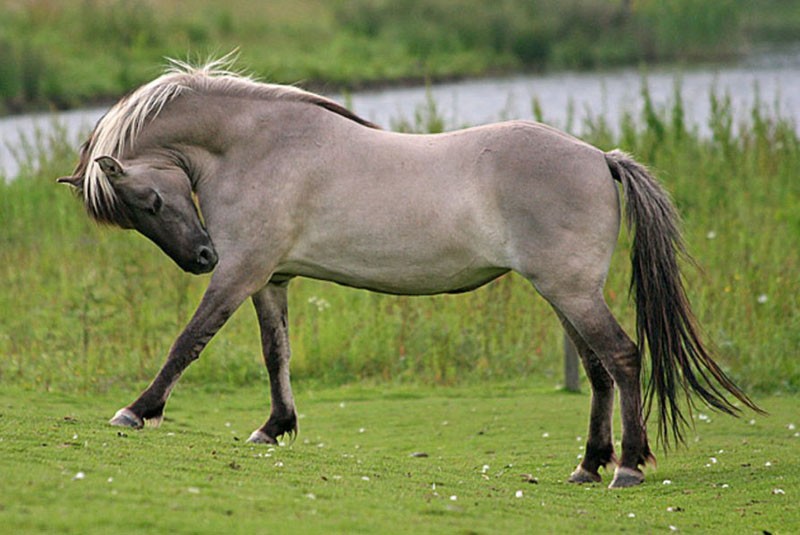 tarpan de caballo salvaje