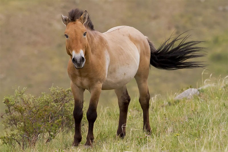 Caballo de Przewalski