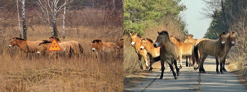 manada de caballos en la zona de Chernobyl y Kazajstán