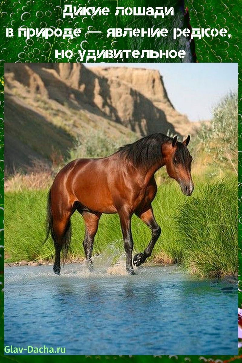 caballos salvajes en la naturaleza