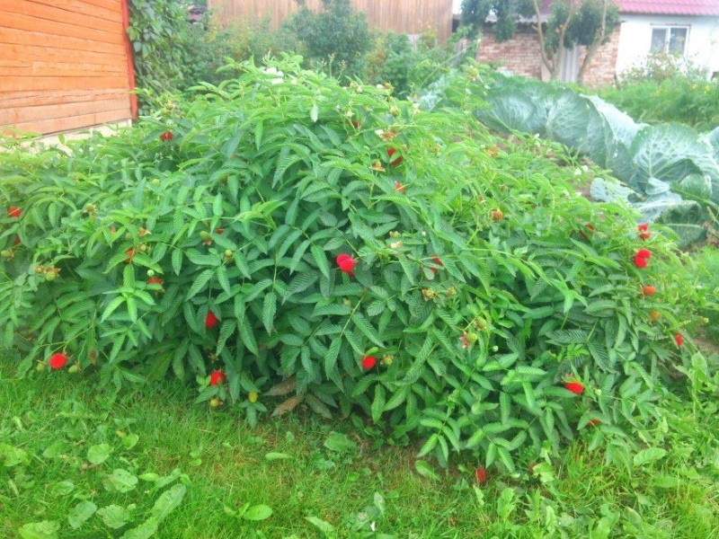 en quoi la framboise tibétaine diffère-t-elle de l'ordinaire