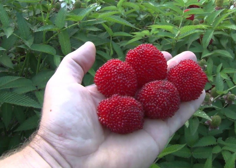 propriétés utiles des framboises tibétaines
