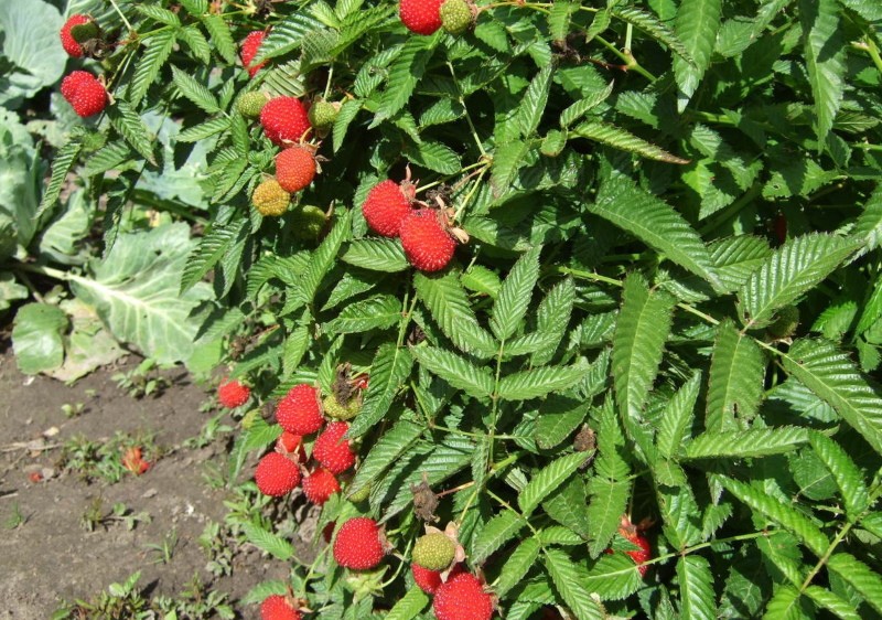 Propriétés bénéfiques de la framboise tibétaine