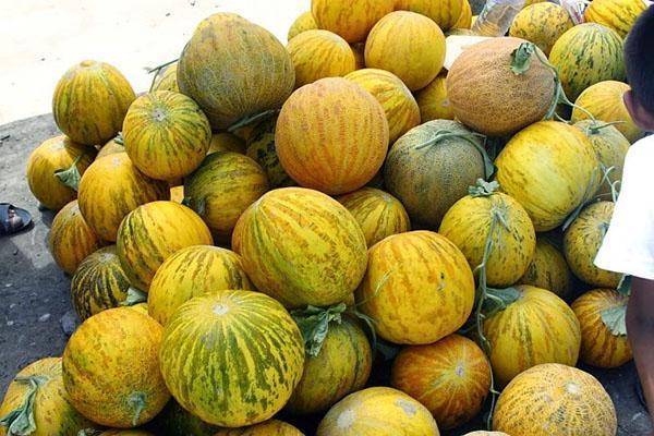 Melon variété Boukharka 944 à vendre