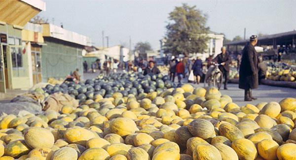 La variedad Chogare es la primera en aparecer en heridas ruidosas.