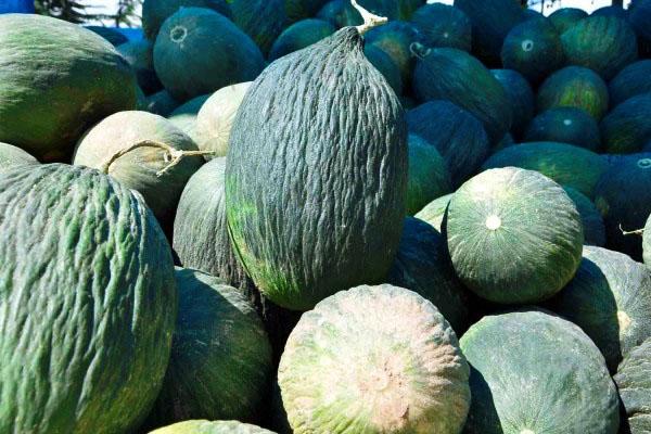 Melons Baie d'Assan