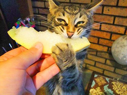 Le chat mange un melon avec plaisir