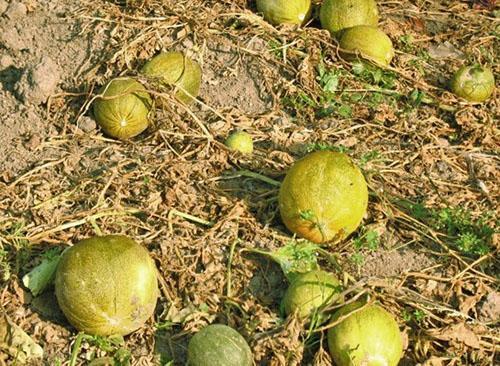 Les melons sont saupoudrés dans un jardin ouvert