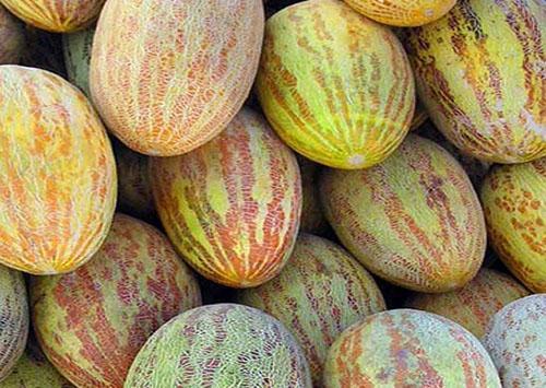 Variedad de melón con pulpa firme