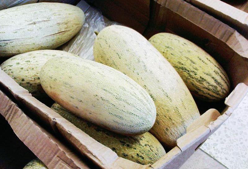 melons mûrs pour le transport