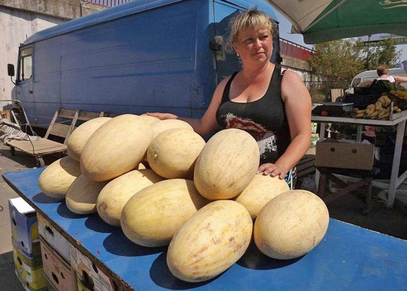 melón torpedo cómo elegir fruta en el mercado