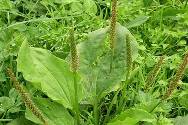 La décoction de plantain est utilisée pour traiter la dyspepsie.