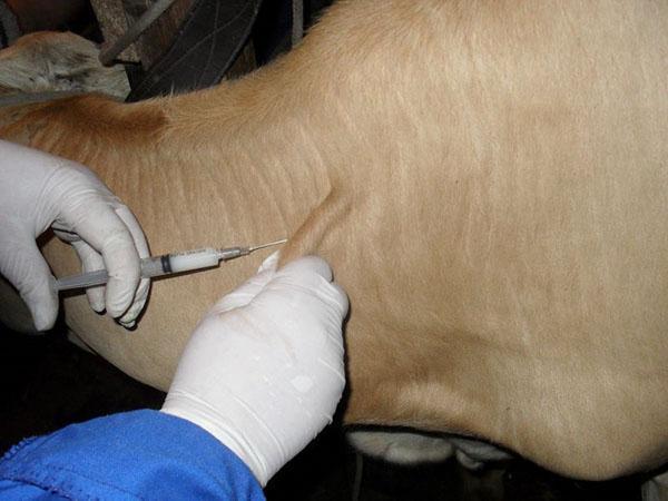 Vacunación de animales
