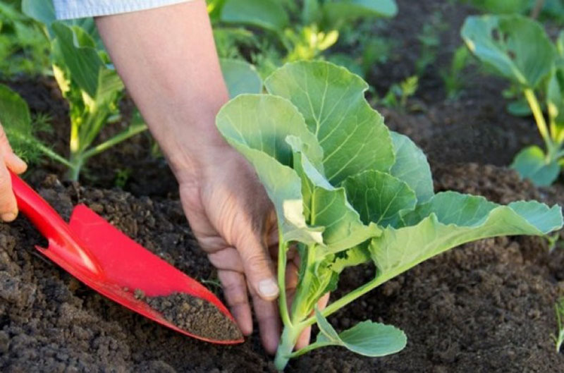 variété de chou en croissance