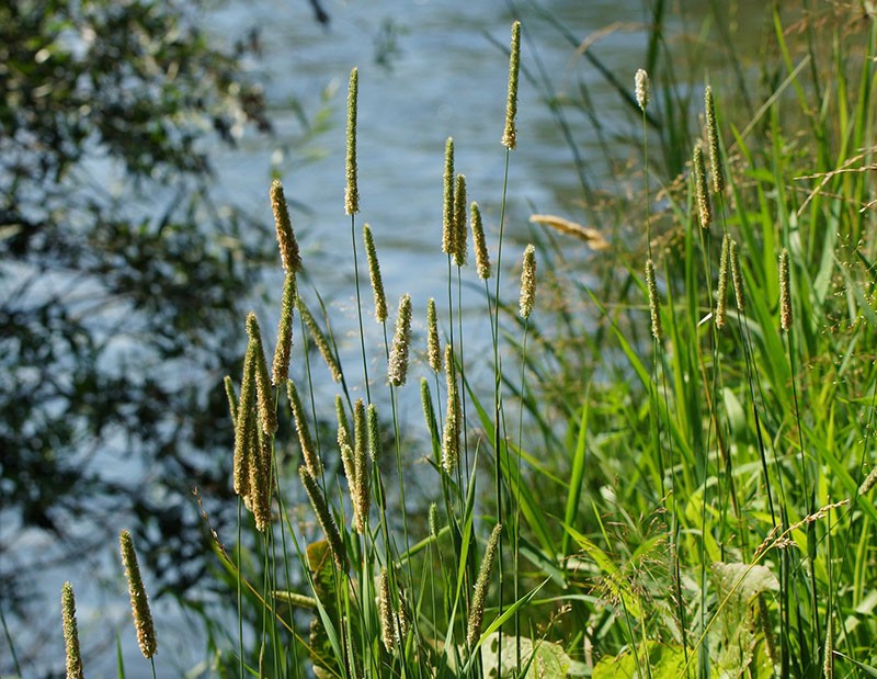 planta de cereal timothy grass