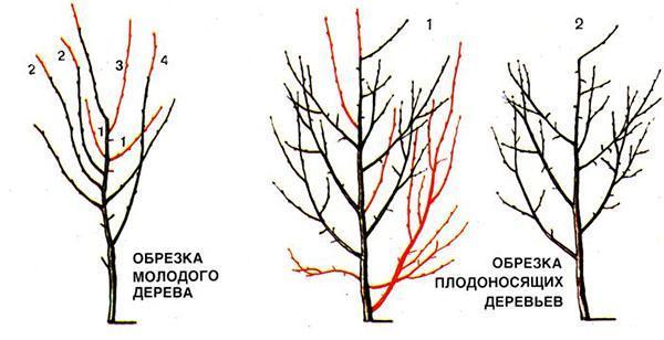 podando un árbol joven y fructífero