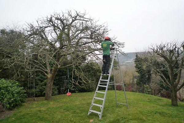 renovando la copa de un árbol viejo