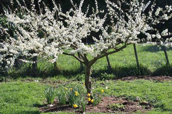 poda de primavera para la regulación de cultivos