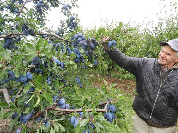 fructification après une taille correcte