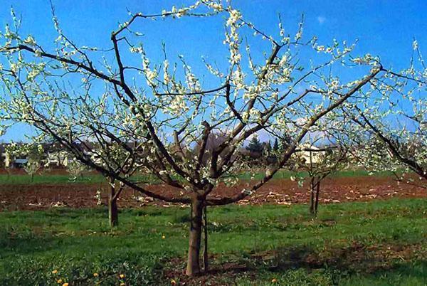 prune après la taille