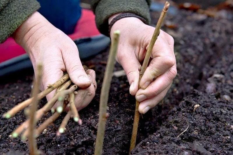 moment de la plantation des boutures