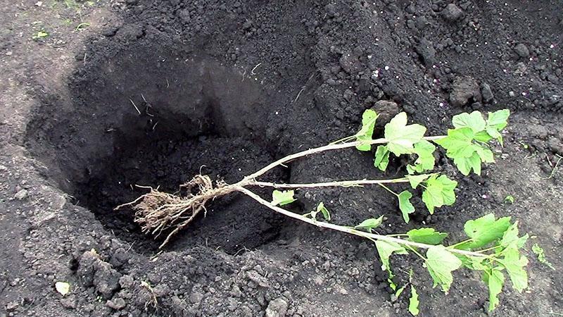planter un groseillier