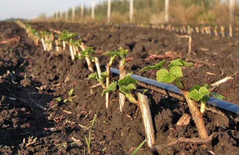 propagation du cassis par bouturage