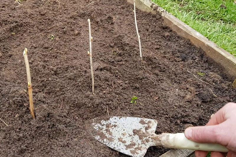 recommandations pour la multiplication des groseilles par bouturage
