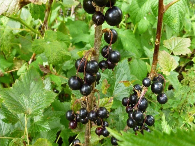 délicieux groseille sucrée