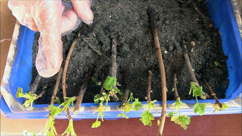 erreurs possibles lors de la reproduction des groseilles
