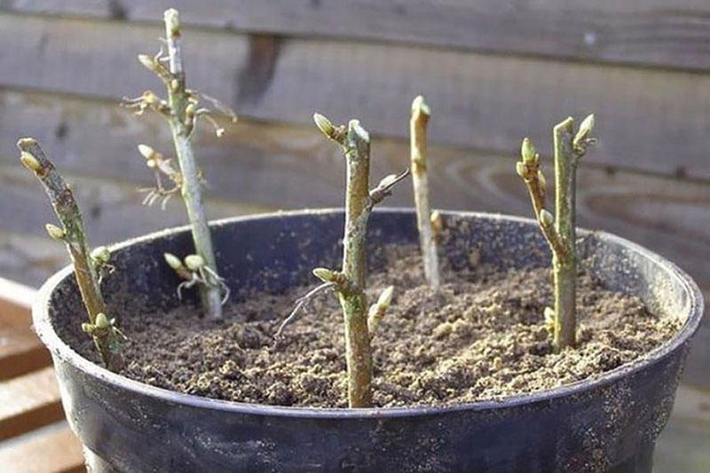 propagation du cassis par bouturage