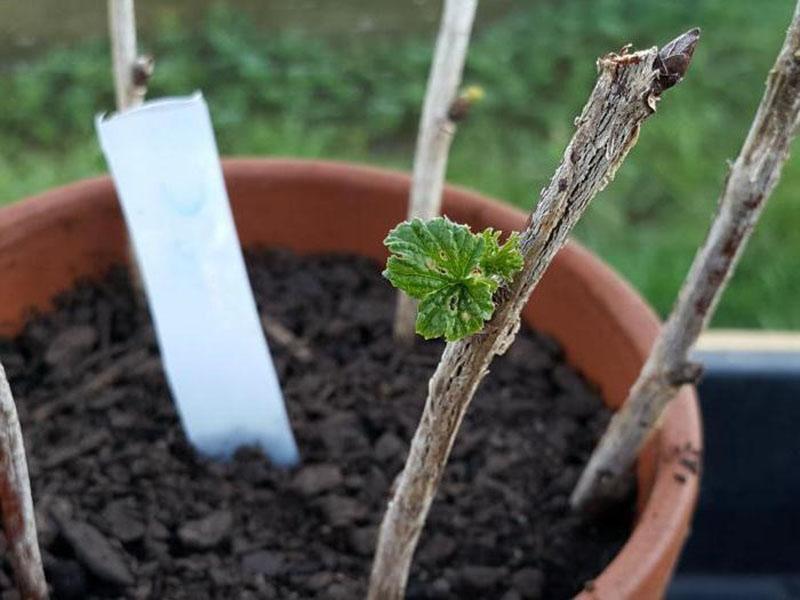 enracinement des boutures dans le sol