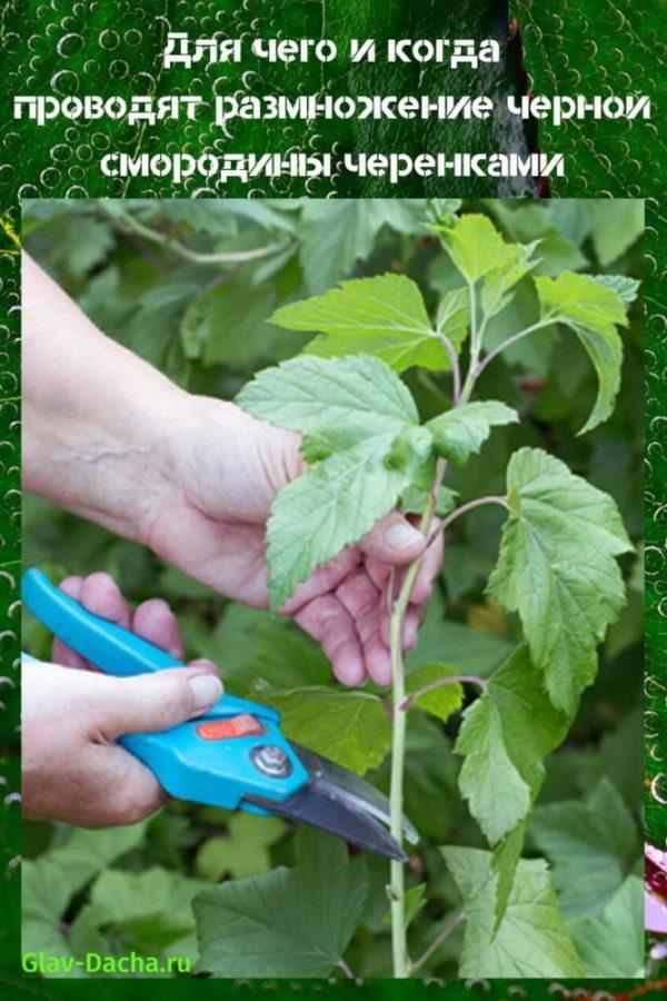 propagation du cassis par bouturage