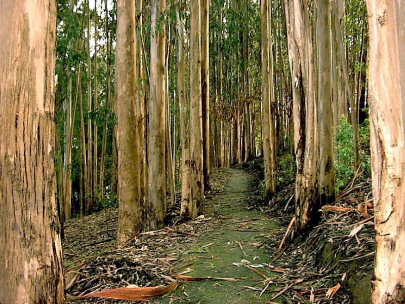 eucalyptus pour le drainage du sol