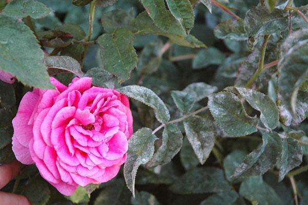 sulfate de cuivre pour les roses