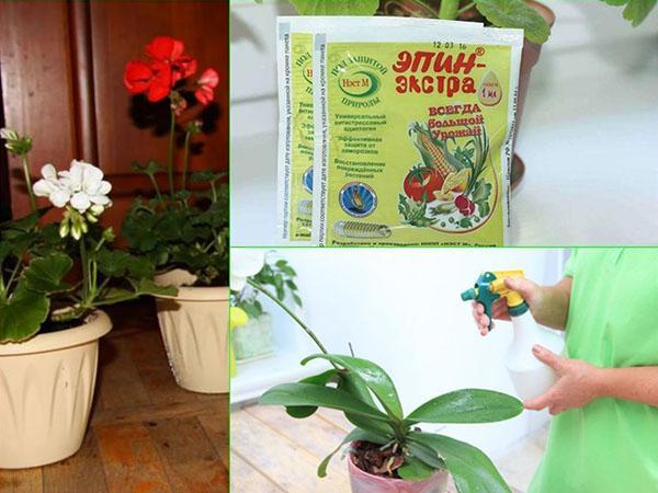 Epin Extra para plantas de interior