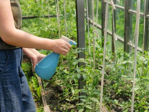 procesamiento de tomates con Epin Extra