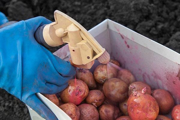 procesamiento de la siembra de patatas