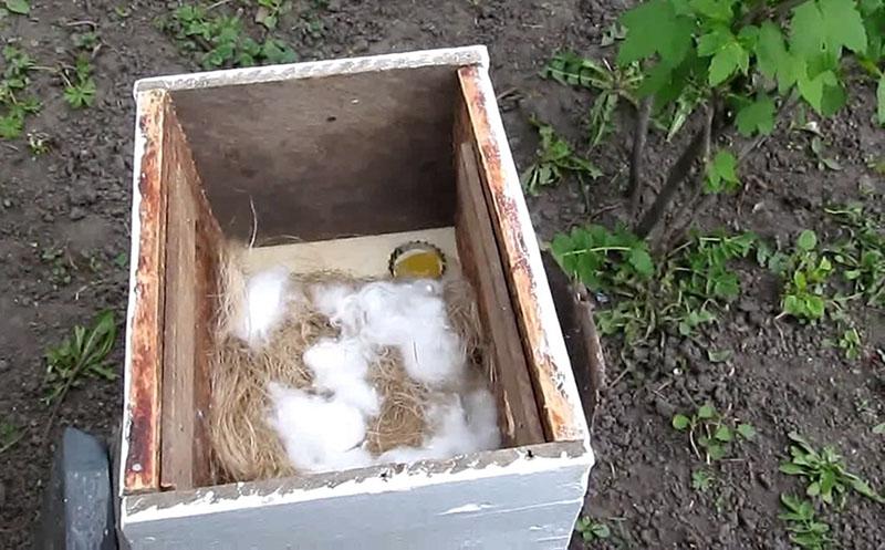 Instalando una colmena de abejorros en el jardín.