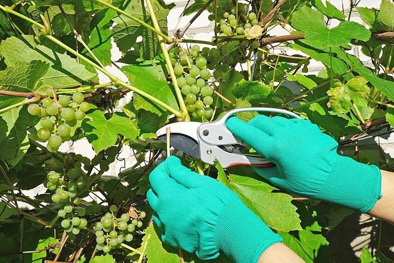 chasse d'été des raisins