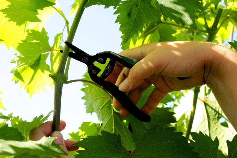 momento de la acuñación de la uva