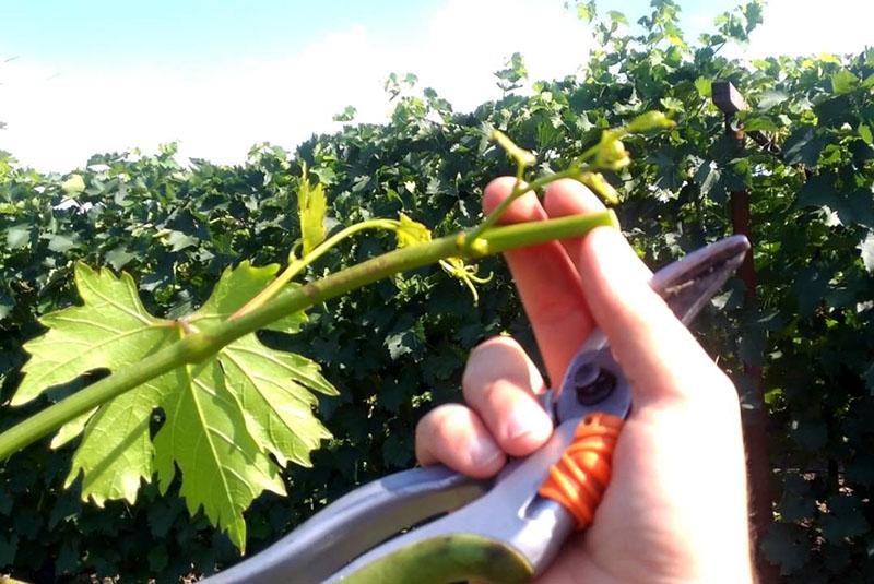 chasser les raisins avec des sécateurs