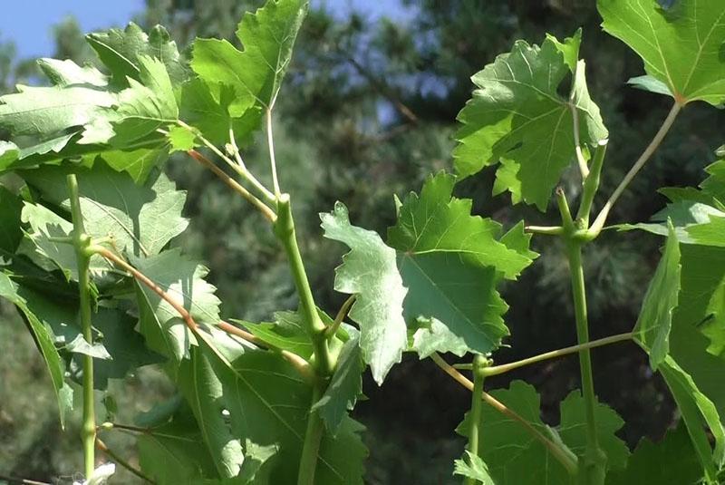 arbusto de uva después de la acuñación