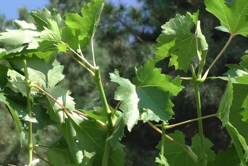 buisson de raisin après monnayage